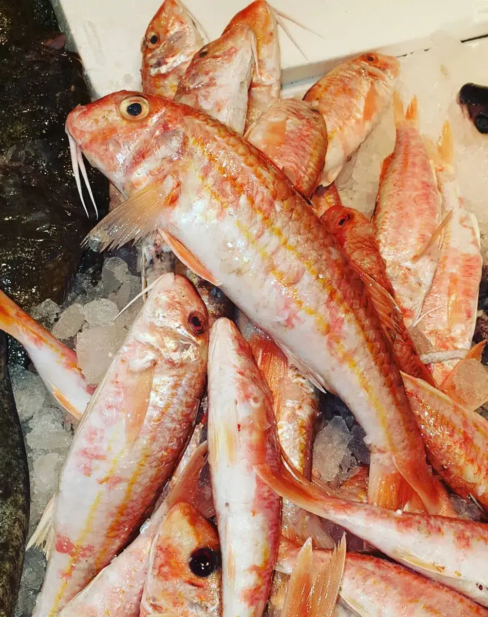 Poissons rouges sur glace